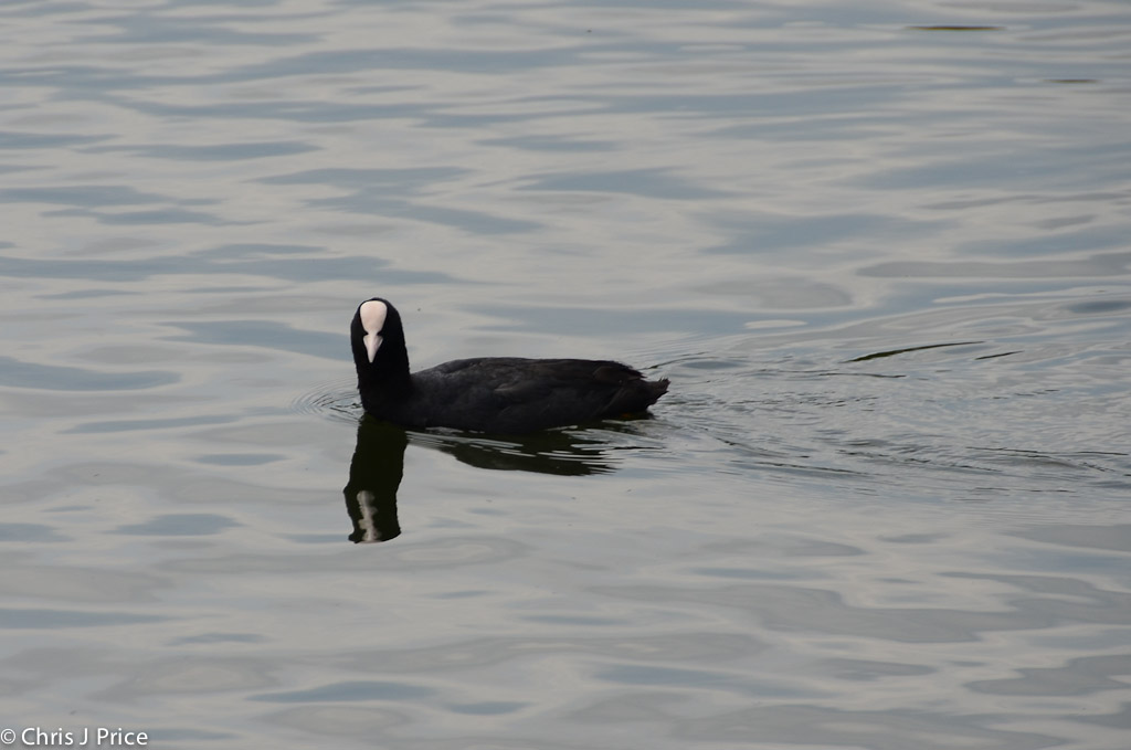 Caldecotte Lake Milton Keynes July 2011