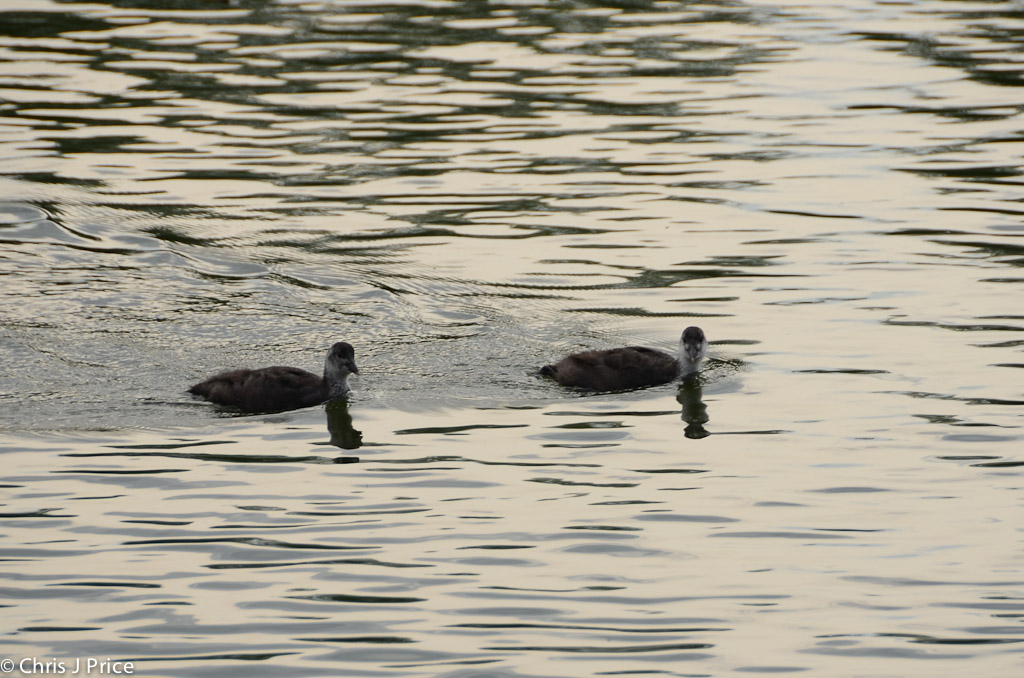 Caldecotte Lake Milton Keynes July 2011