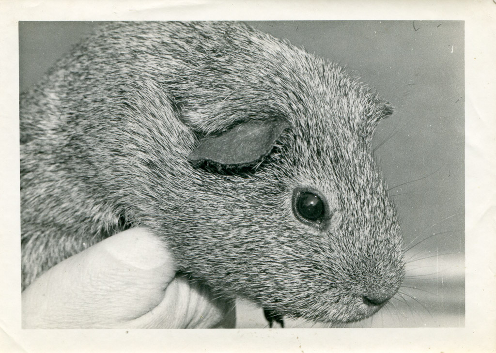 Guinea Pig