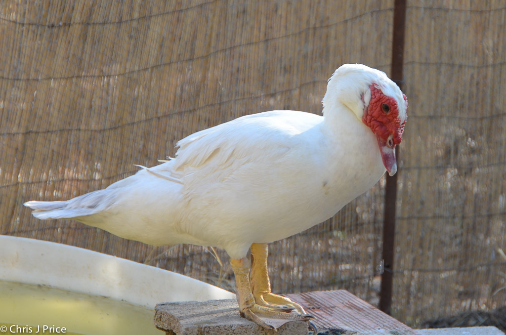 Manna House - Duck